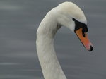 SX02813 Close up of swans head - Mute Swan [Cygnus Olor].jpg
